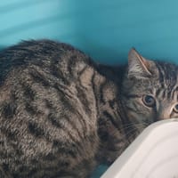 CURIE, chatte à adopter