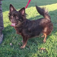 Choco, chien à adopter