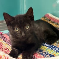 atoll, chat à adopter