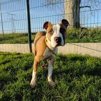 BUDDY, chien à adopter