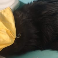 CARBU, chatte à adopter