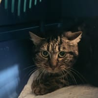 MOAK, chatte à adopter