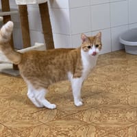 Kinder, chat à adopter