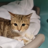 Vittel, chatte à adopter