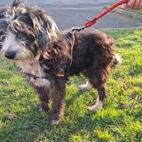 Cookie, chienne à adopter