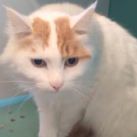 MARCO, chat à adopter