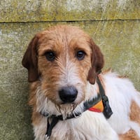 CROUTON, chien à adopter