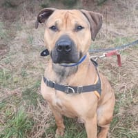 SULKY PAA22752, chien à adopter