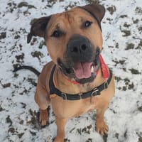 SULKY PAA22752, chien à adopter