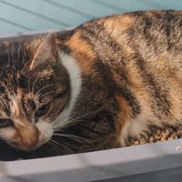 CARMEN, chatte à adopter