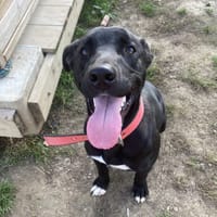 SALTO, chien à adopter