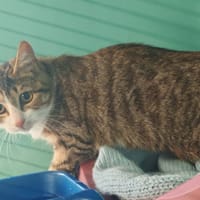 NEWTON, chat à adopter