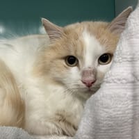 APPOLO, chat à adopter