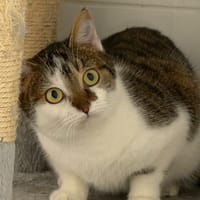 Vodka, chatte à adopter