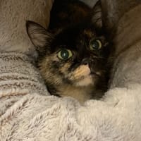 Uma, chatte à adopter