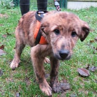 RASWAN, chien à adopter