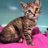 TABY, chatte à adopter