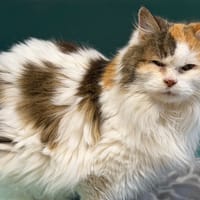 Diva CAB5029, chatte à adopter