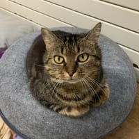 Olive, chat à adopter