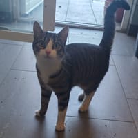 MCNALLY, chatte à adopter