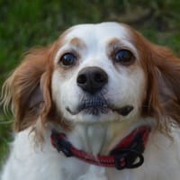 NOSKA CHAO, chienne à adopter