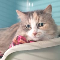 MIWAH, chatte à adopter