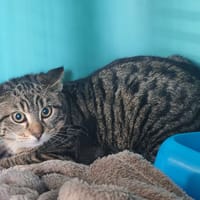 NALSA, chatte à adopter