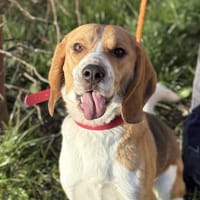 YUCCY, chien à adopter