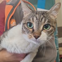 ROSE, chatte à adopter