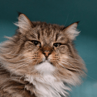 obyone, chat à adopter