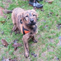 NAJDAH, chienne à adopter