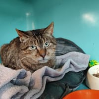SOLEIL, chat à adopter