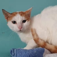 ROSE CHA, chatte à adopter