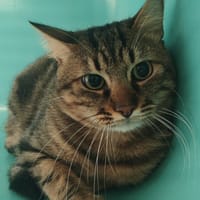 TIJUANA, chat à adopter