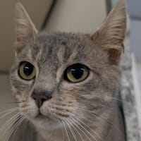Poinsettia, chatte à adopter