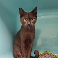 HOLLY, chatte à adopter