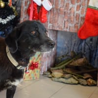 BELLA, chienne à adopter