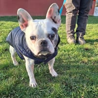 Idalgo, chien à adopter