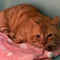 Yuri CAB4953, chat à adopter