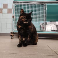 POWDER, chatte à adopter