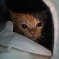 LYLY BERTA, chatte à adopter