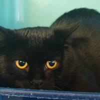 JUNIOR, chat à adopter