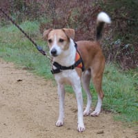 SNOOPY, chien à adopter