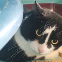 TOLUCA, chat à adopter