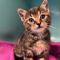 HOLLY, chatte à adopter