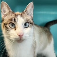 MILA, chatte à adopter