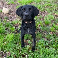 ARAMIS, chien à adopter