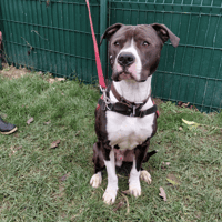 PAA24042 VENOM, chien à adopter