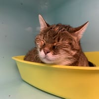 Inaya, chatte à adopter