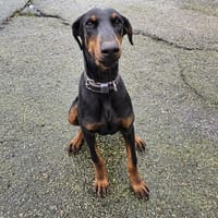 hiro, chien à adopter